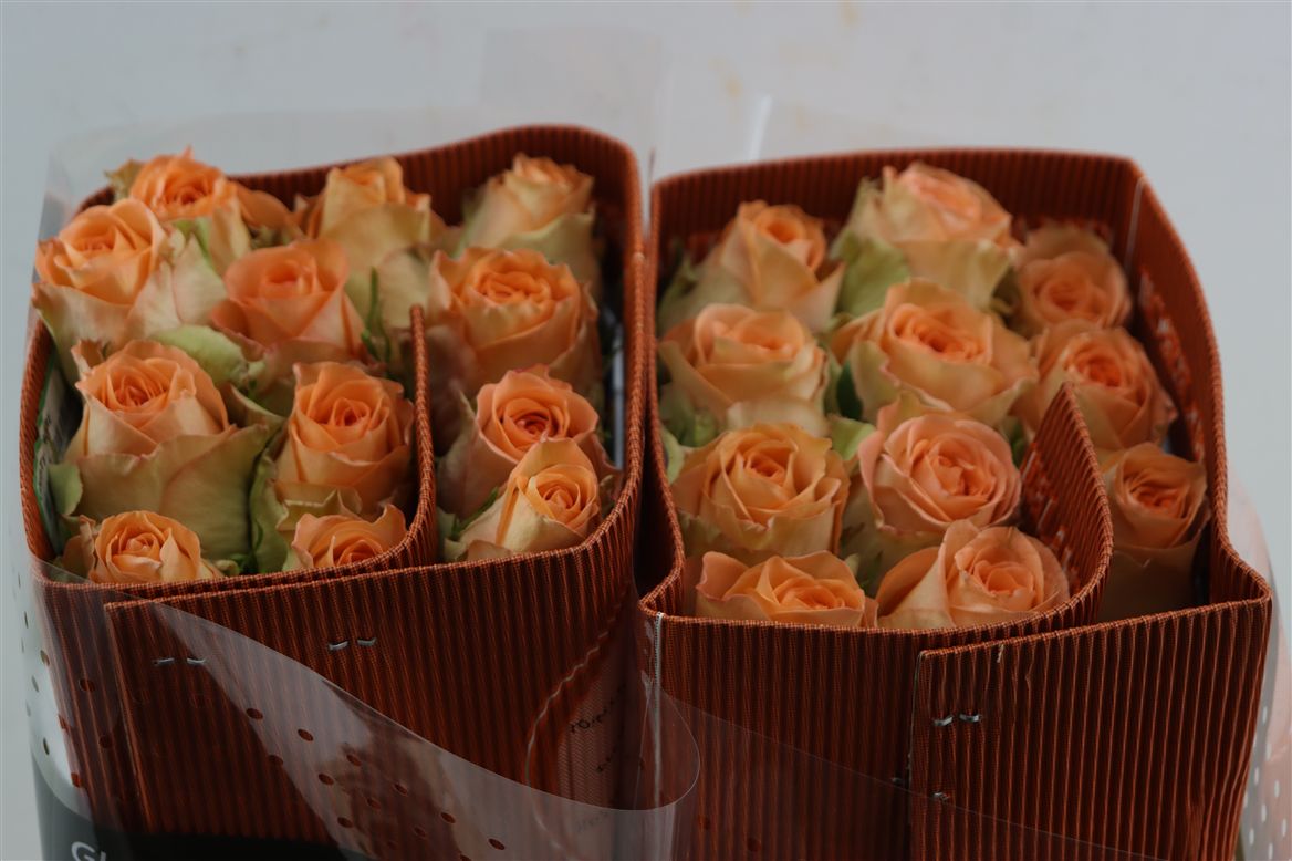 Rosa Country Spirit Home 50cm