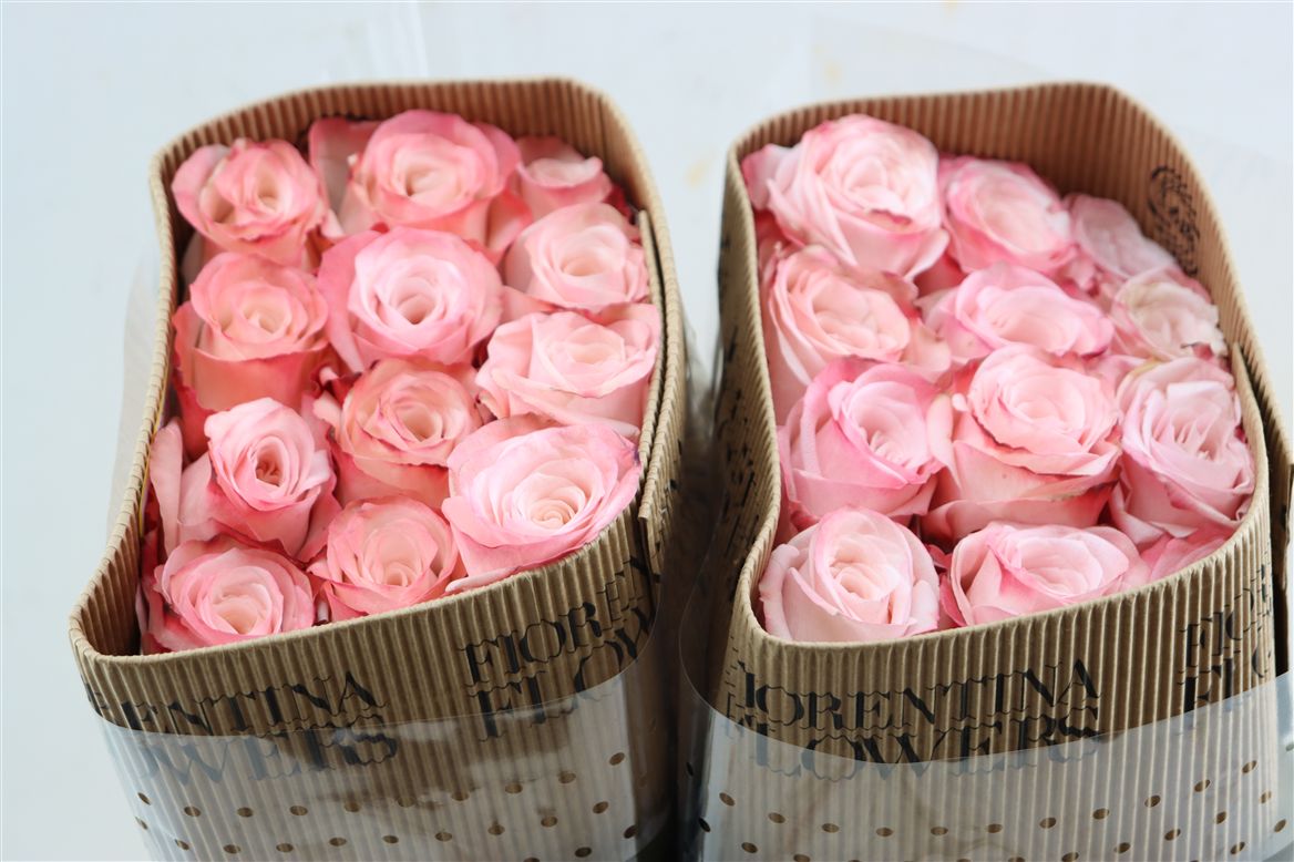 Rosa Mademoiselle 70cm