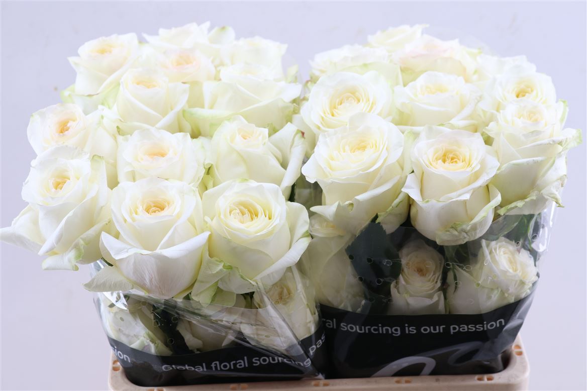 Rosa Candlelight 50cm