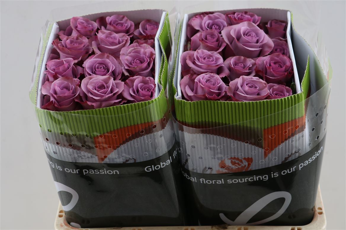 Rosa Govinda 40cm