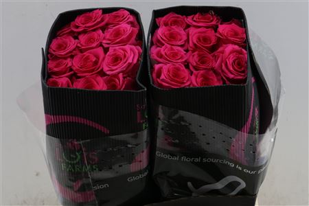 R Gr Vipink
