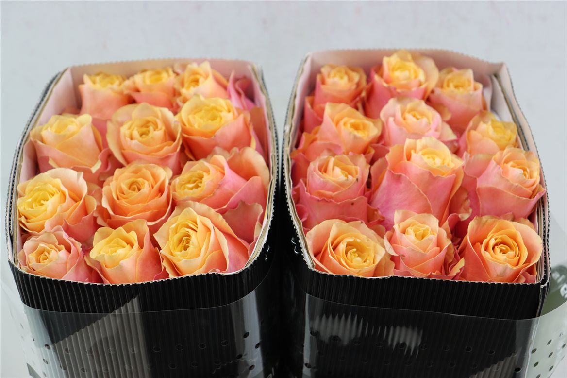 Rosa Gran Donna 60cm