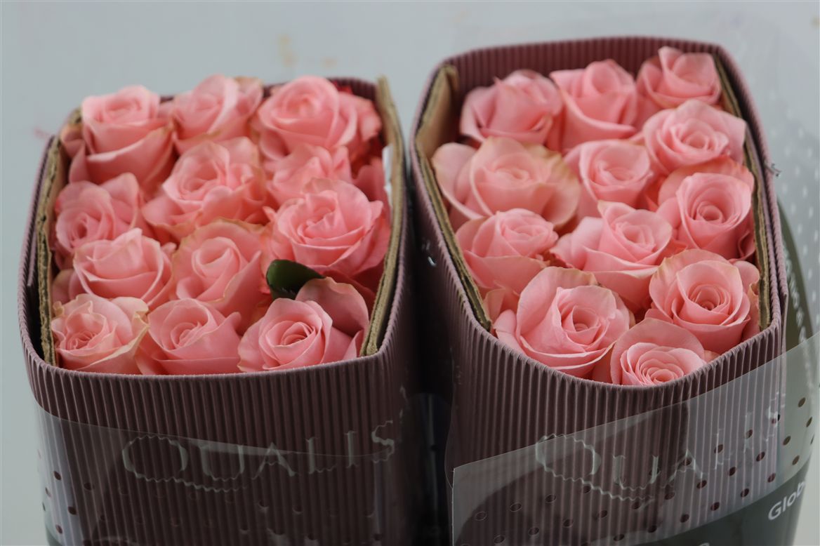 Rosa Be Sweet 60cm