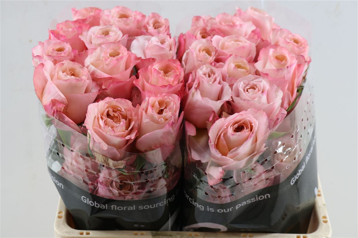 Rosa Baru 50cm