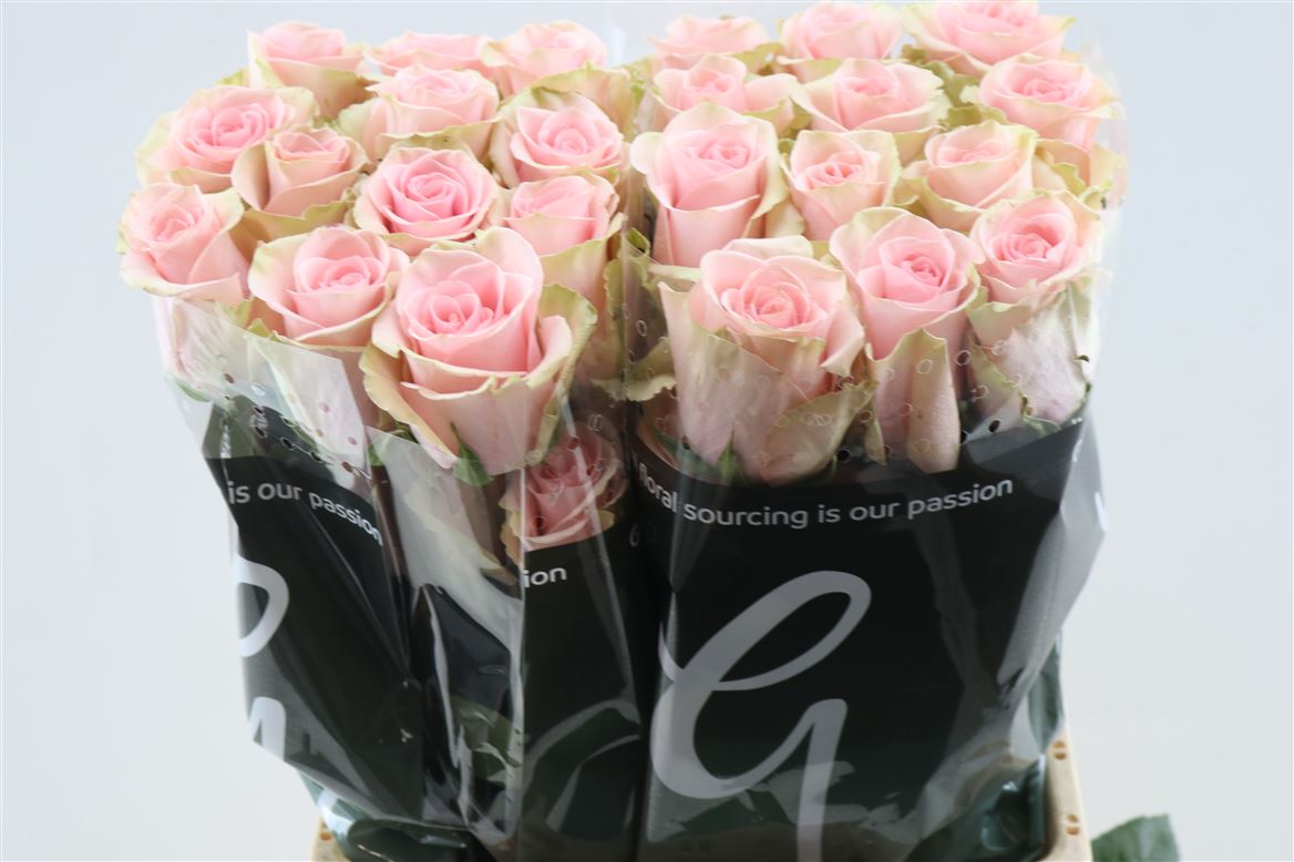 Rosa Absolute Pink 60cm