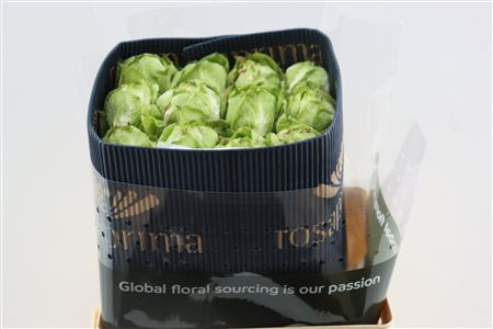R Gr Veggie
