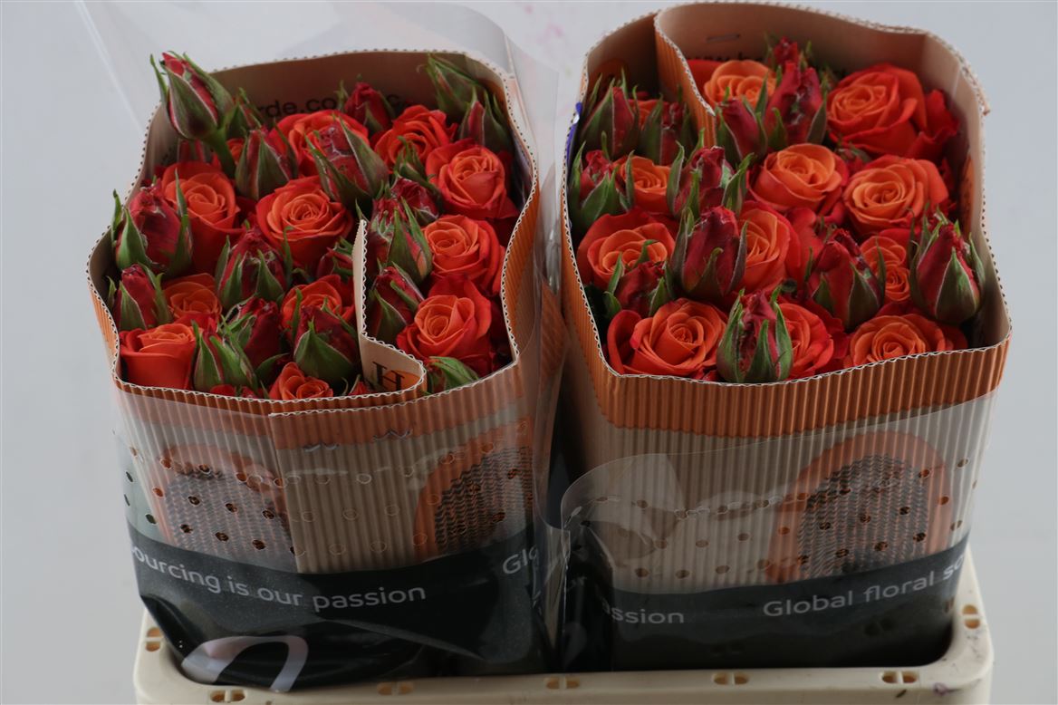 Rosa Victorian Orange 50cm