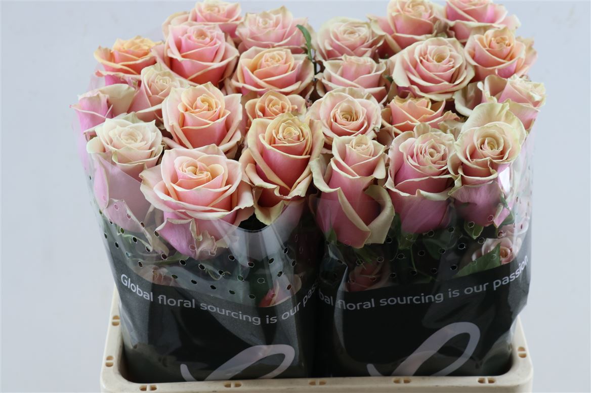 Rosa Pink Amaretto 60cm