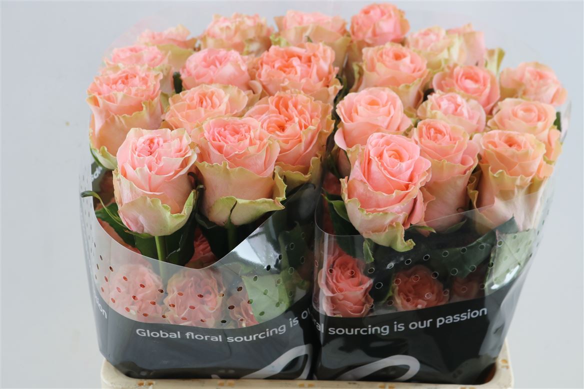 Rosa Happink 70cm
