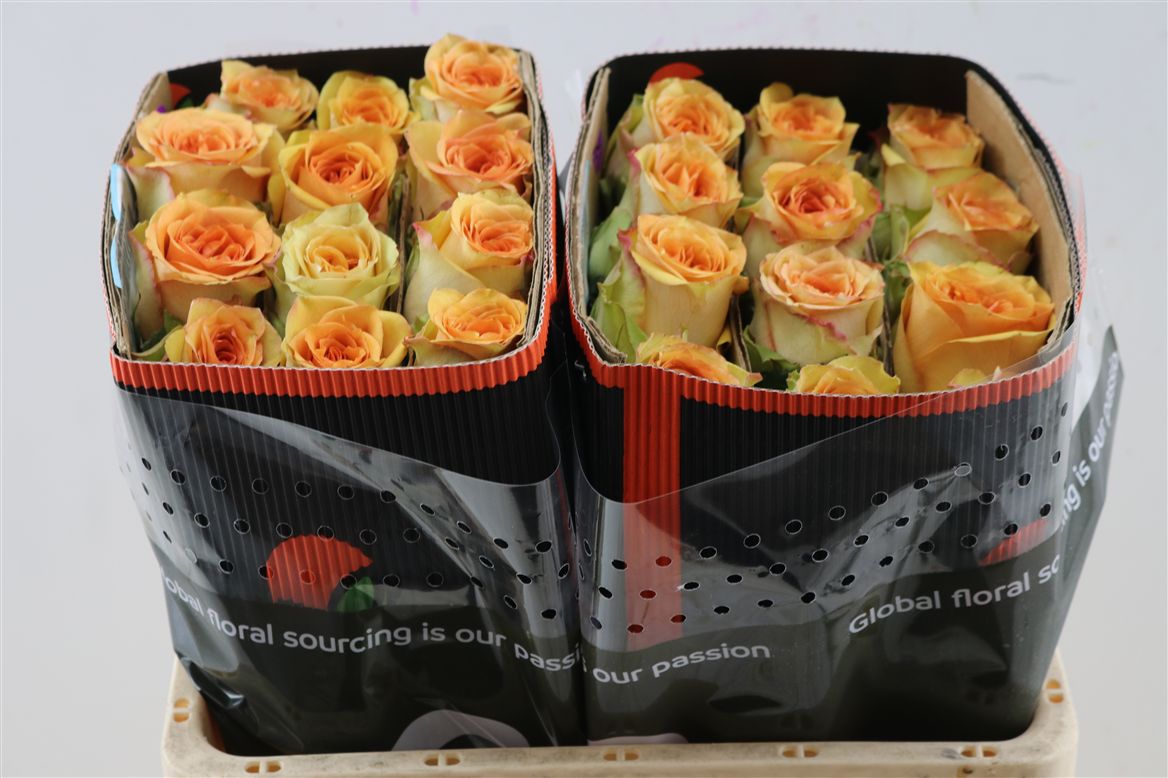 Rosa Tropic Versilia 40cm