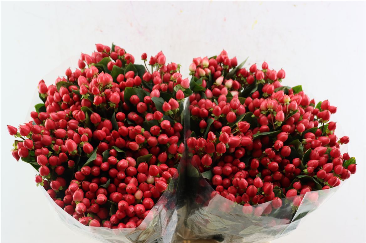 Hypericum Pacific Shiny Red 70cm