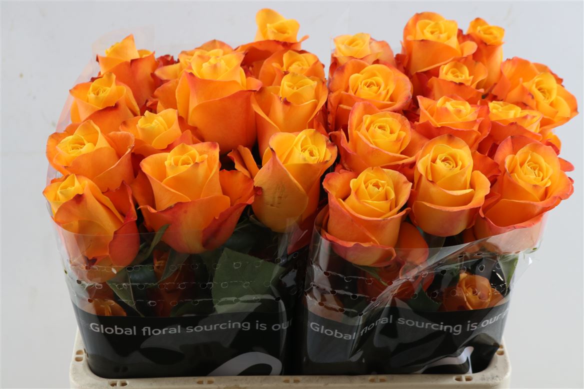 Rosa Aloha 50cm