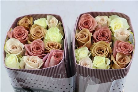 R Gr Rainbow Sweet Promise