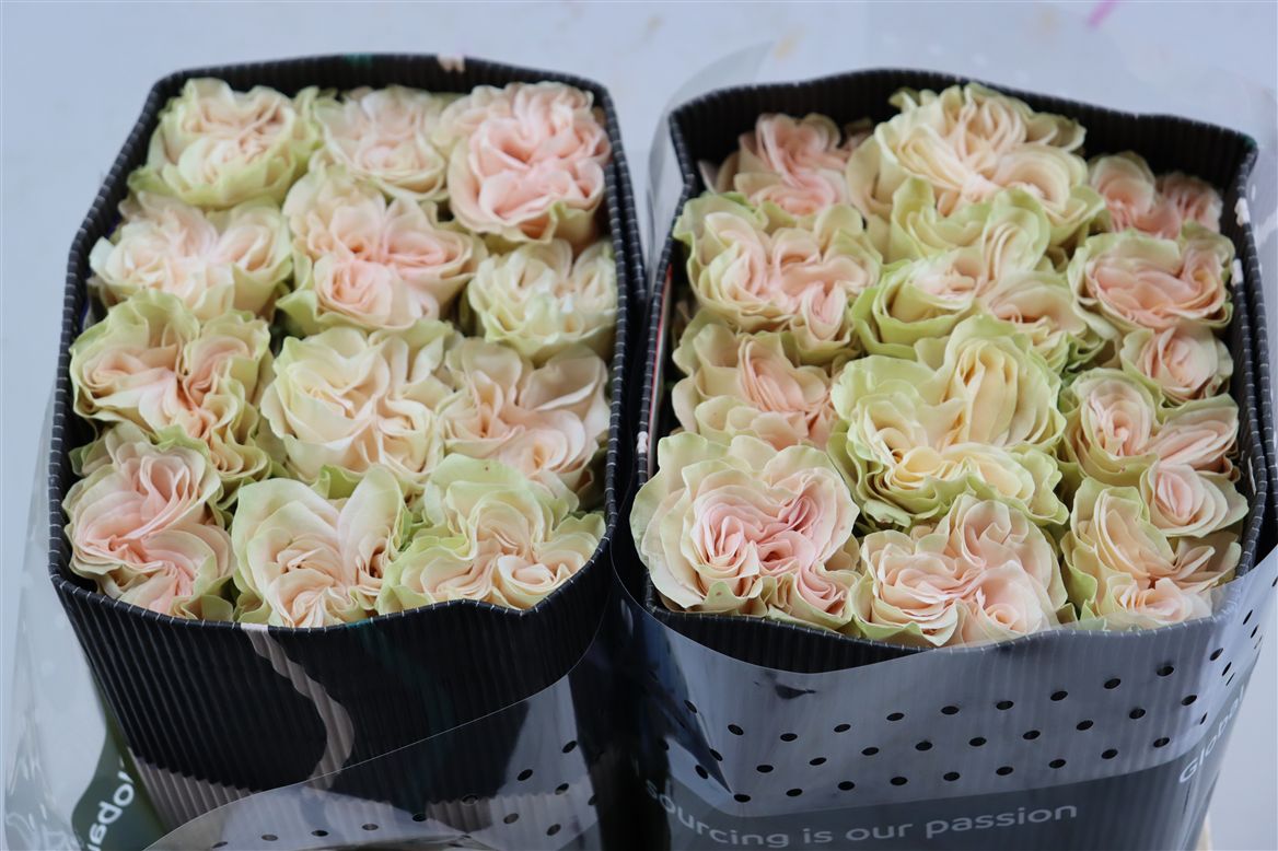 Rosa Exotix Pop 50cm