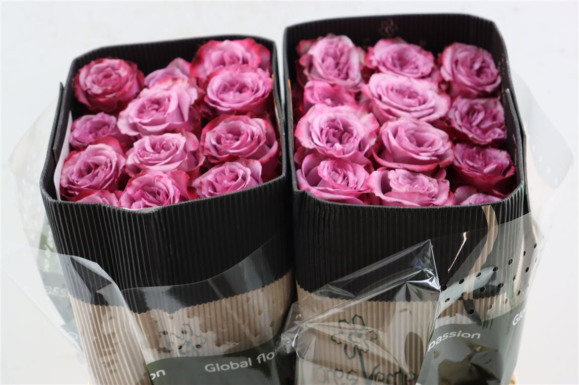 Rosa Acai 60cm