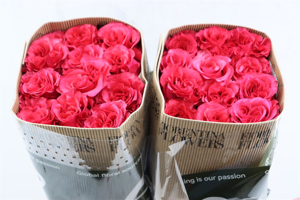 Rosa Exotix Berry 50cm