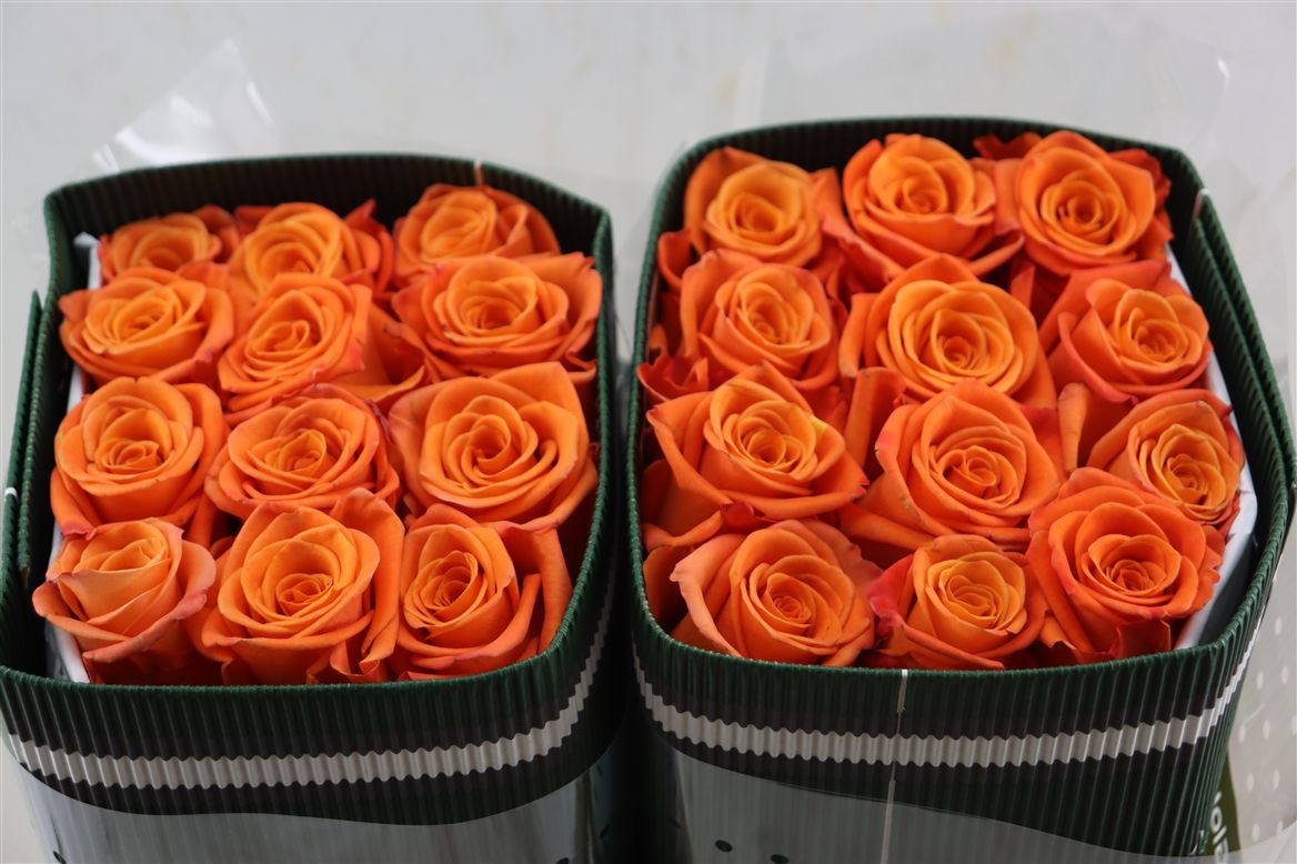 Rosa Honey Bunny 40cm
