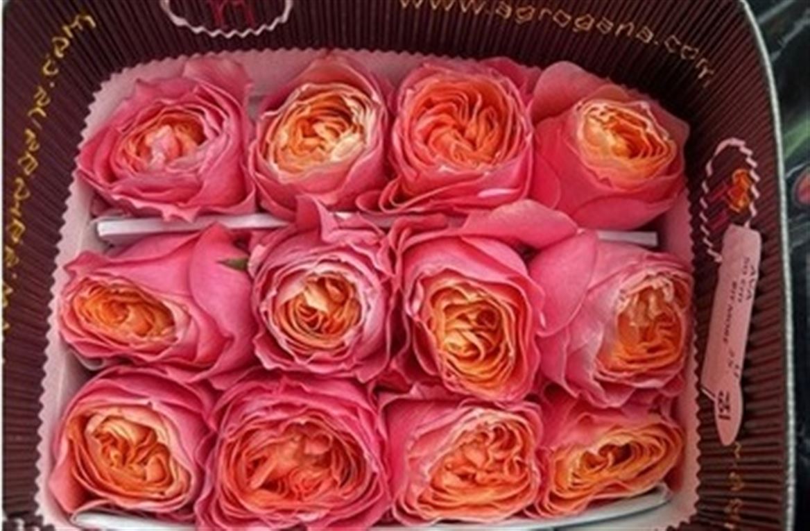 Rosa Bit More 50cm