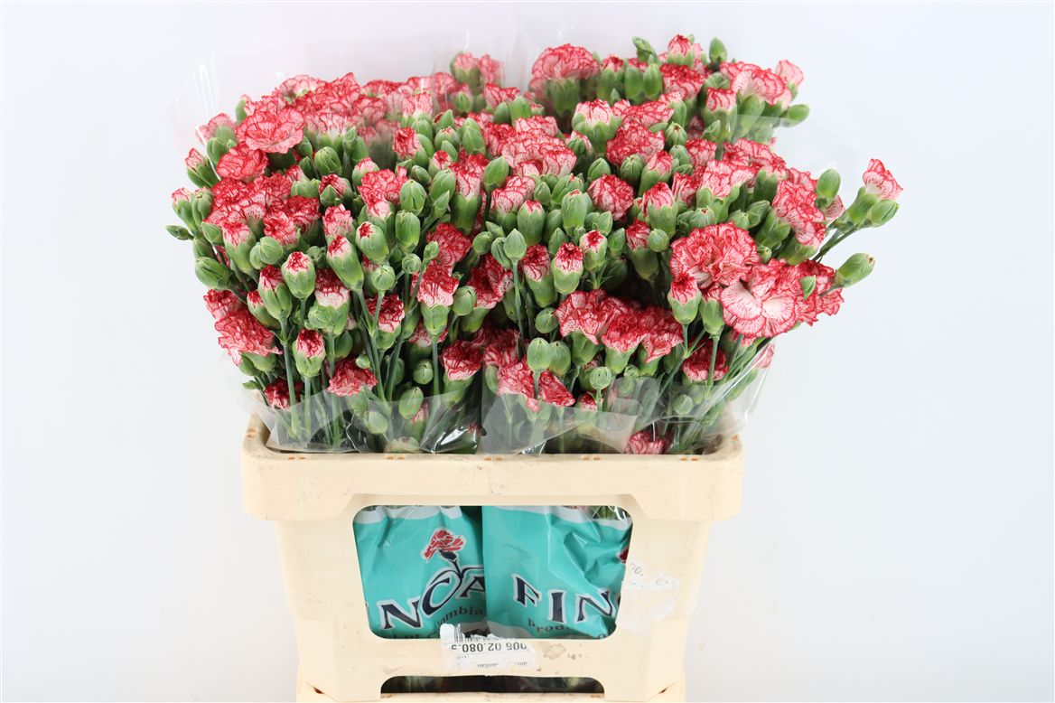 Dianthus Spr 60cm