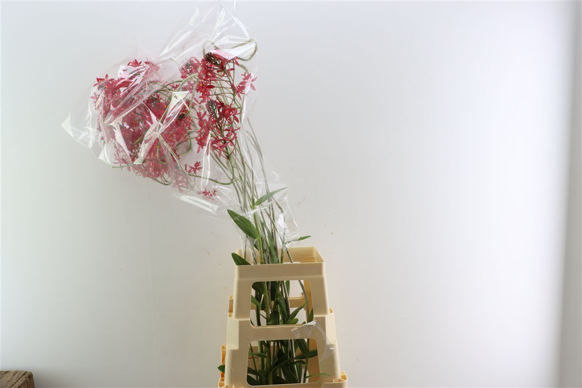 Orchide Nobile 120cm
