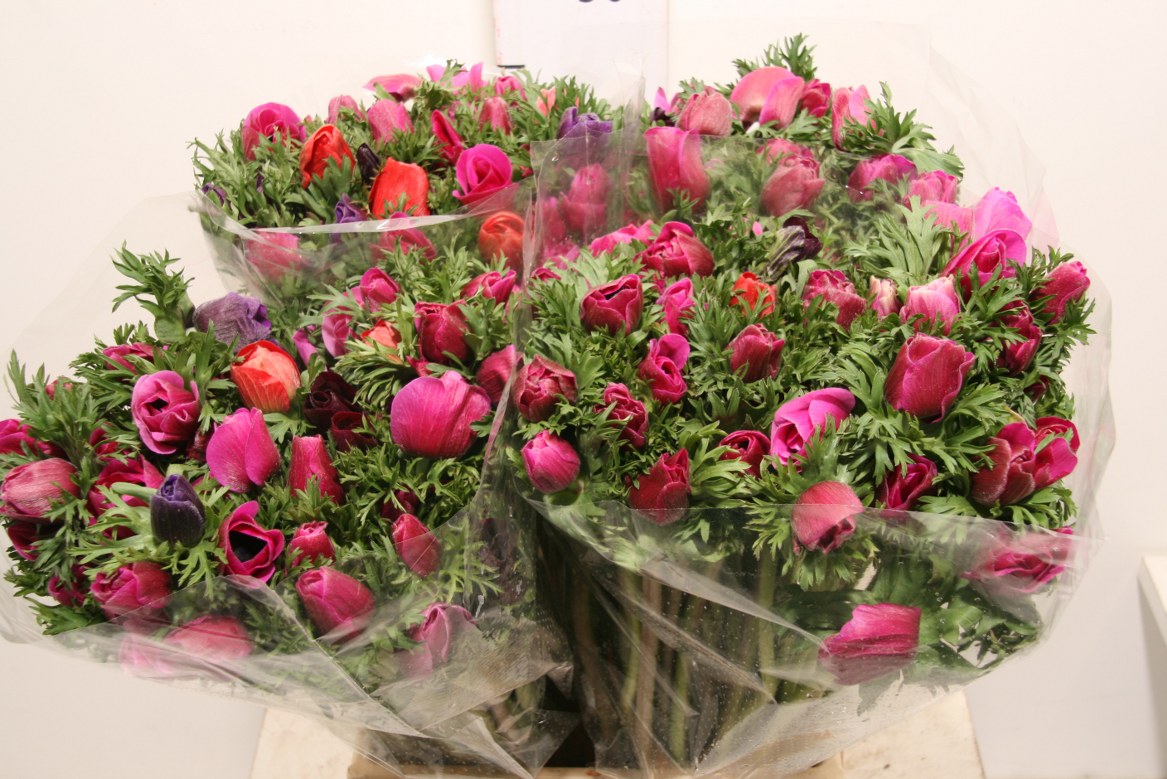 Anemone Coronaria Marianne Orchid 40cm