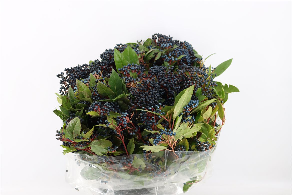 Viburnum Berry Bnch 50cm