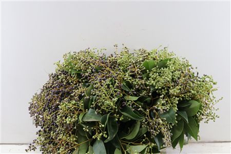 Troene Berry P Bunch