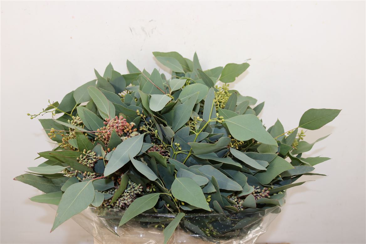 Eucalyptus Bnch Polyanthemos Fru 50cm 150gram