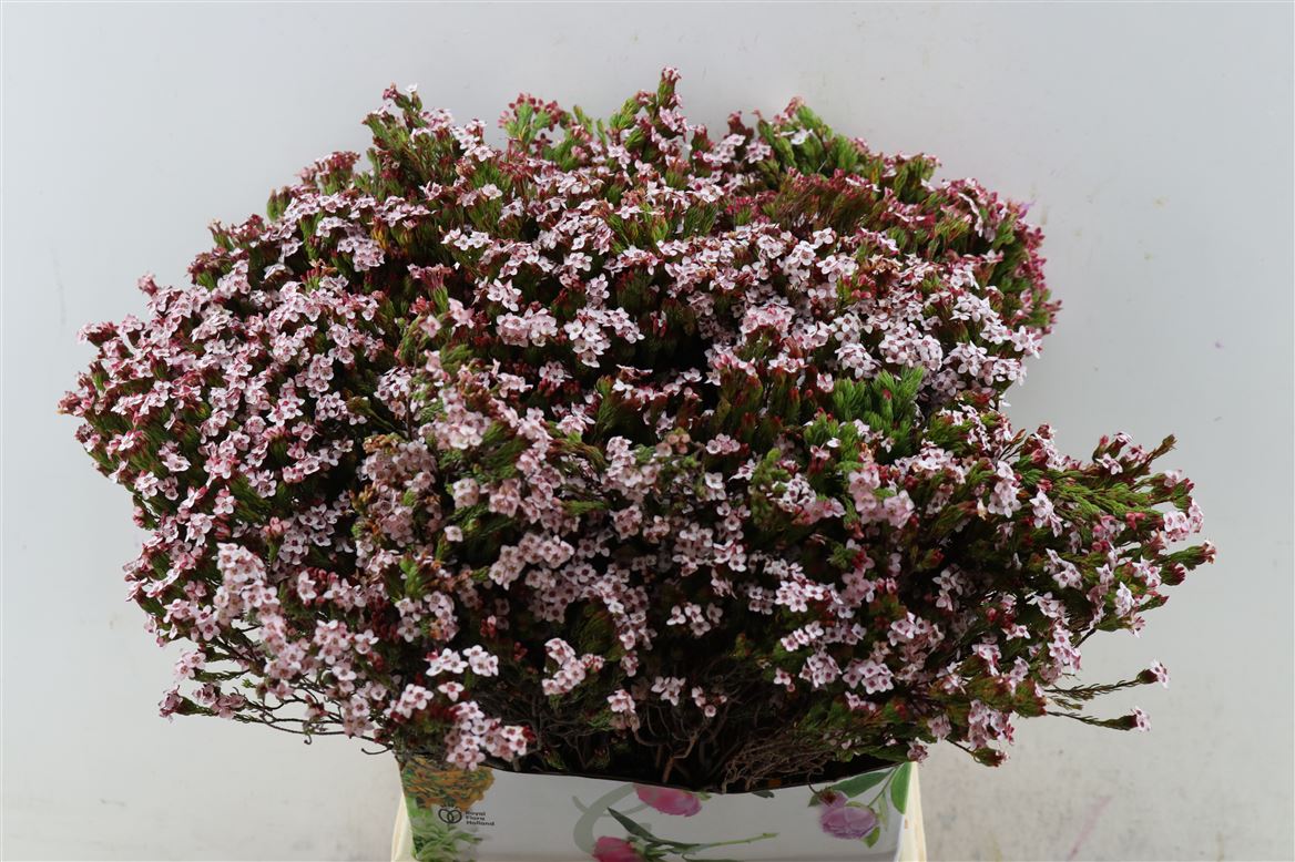Erica Fastigiata 50cm