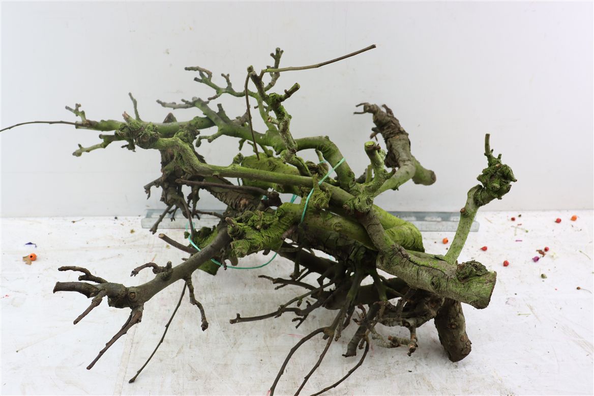 Grapewood 60cm