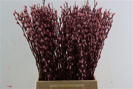 Salix Wilgenkatjes L Pink 50cm