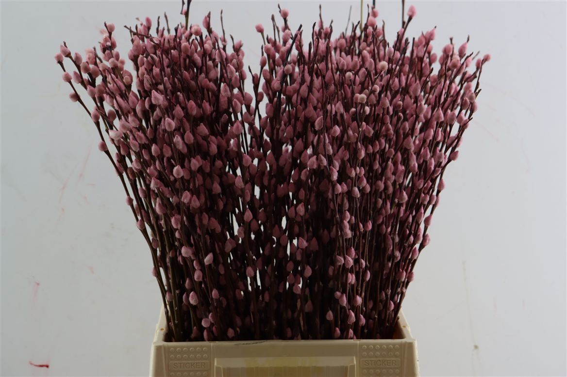 Salix Painted Light Pink 50cm