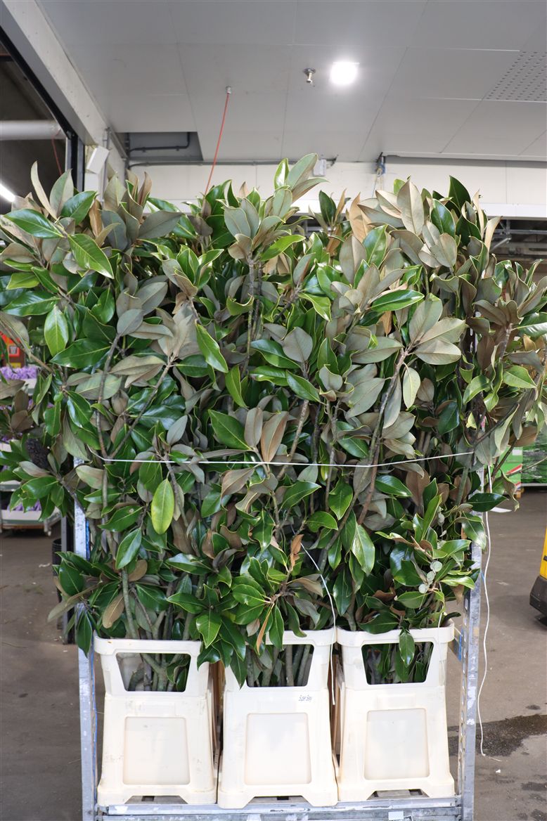 Magnolia Grandiflora