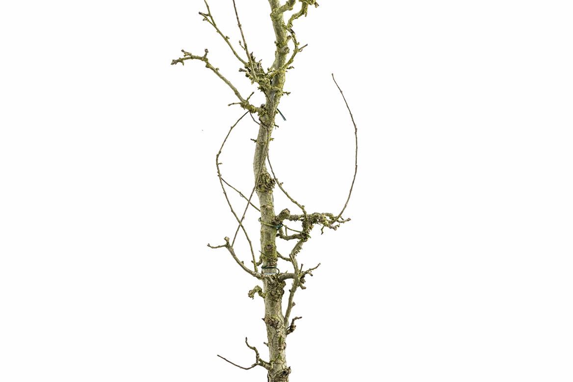 Decoration Material