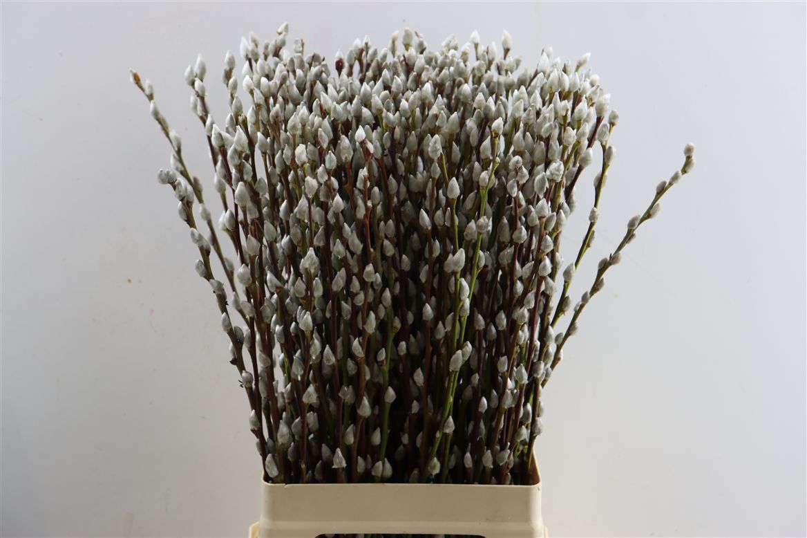 Salix Wilgenkatjes 70cm