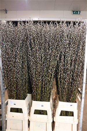 Salix Wilgekatjes 180cm P Stem