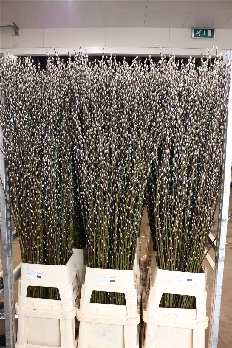 Salix Pussy Willow 180cm