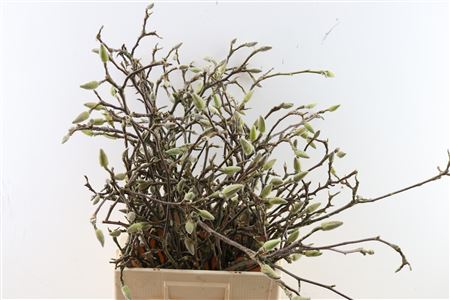 Magnolia Grandiflora Grillig P Stem 60cm
