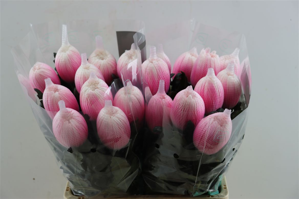 Chrysanth Painted Single Antonov Pastel Pink 70cm 100gr.