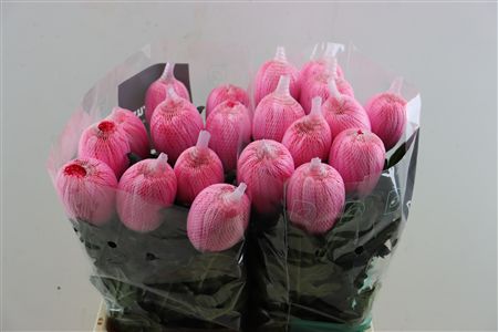 Chr G Kbh Antonov Hot Pink