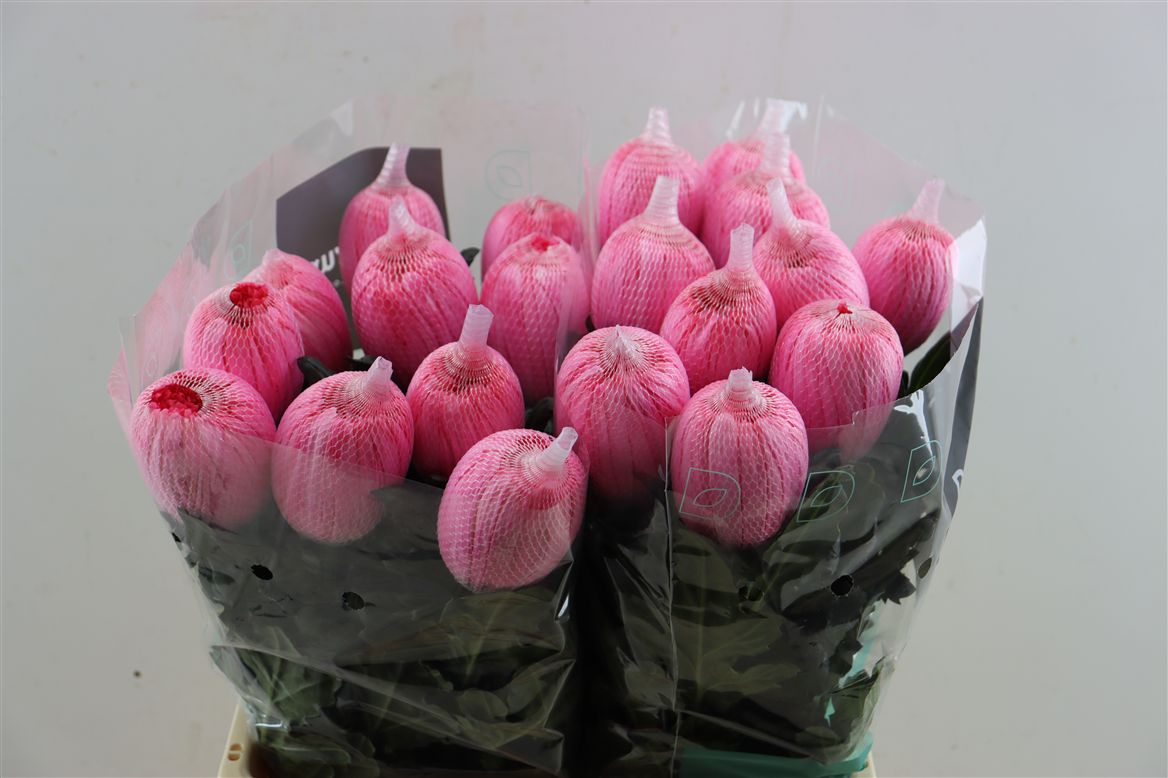 Chrysanth Single Painted Antonov Hot Pink 70cm 100gr.