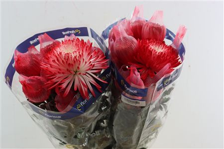 Chr G Kbh Brushed Red