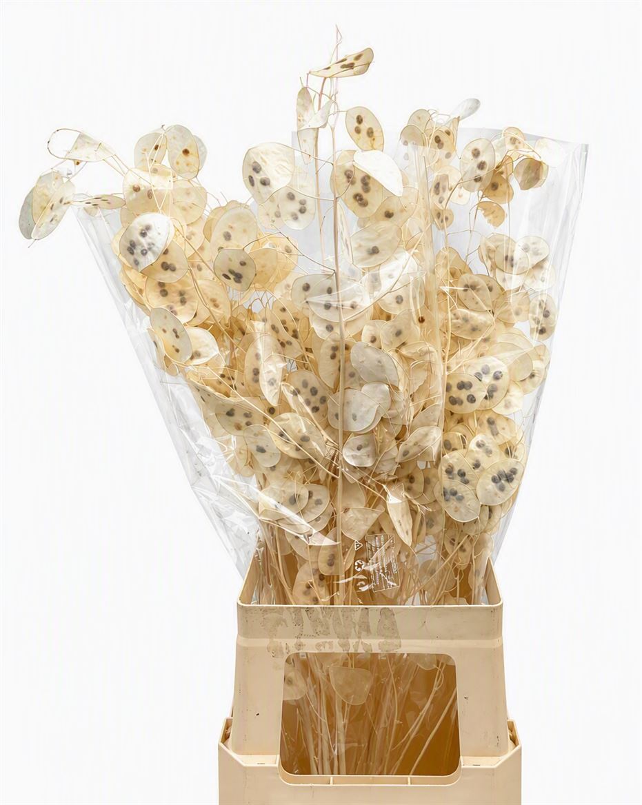 Lunaria Bleached P/bs