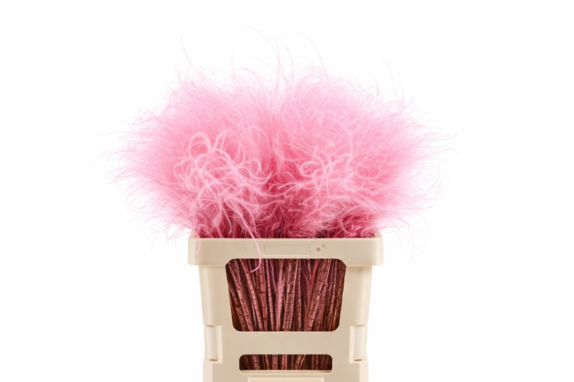 Dried Stypha Penata Light Pink(10 Toef) Bunch