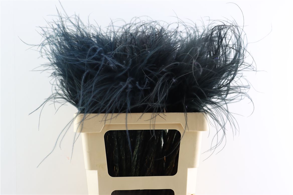 Dried Stypha Penata Black(10 Toef) Bunch