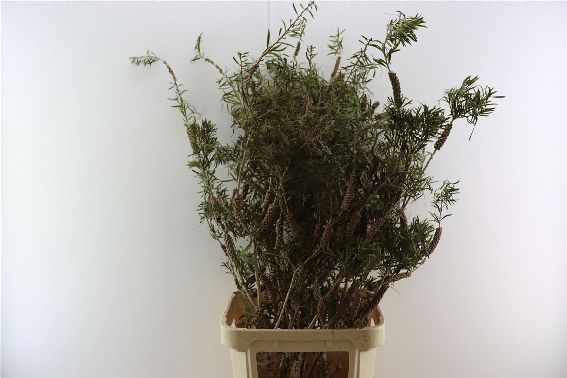 Overig Cutflowers 50cm
