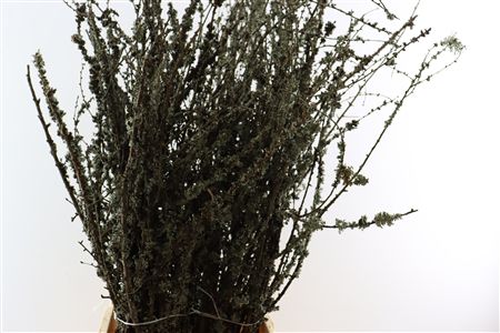Larix Takken Fresh 100cm P Bunch