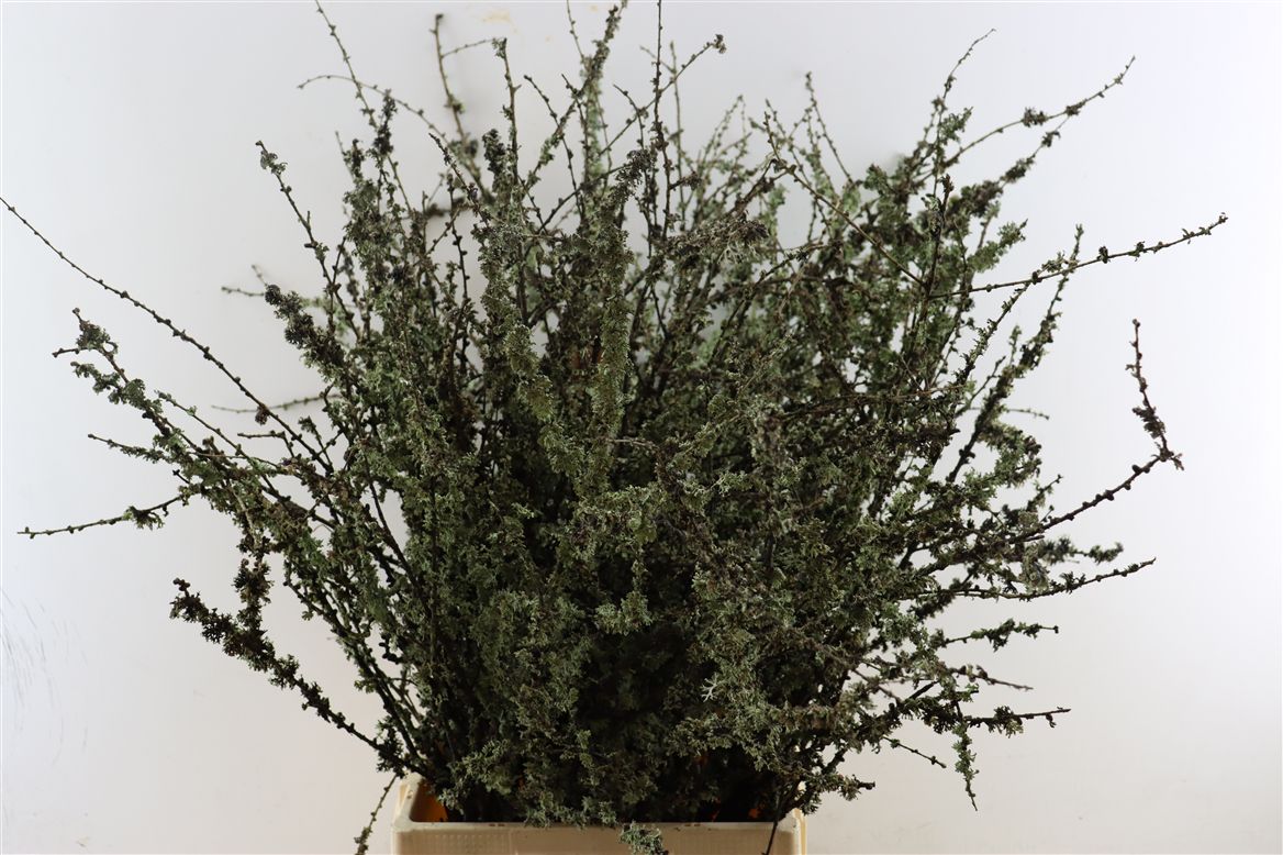 Larix Box 100cm
