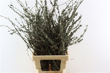 Larix Takken Fresh 75cm P Bunch