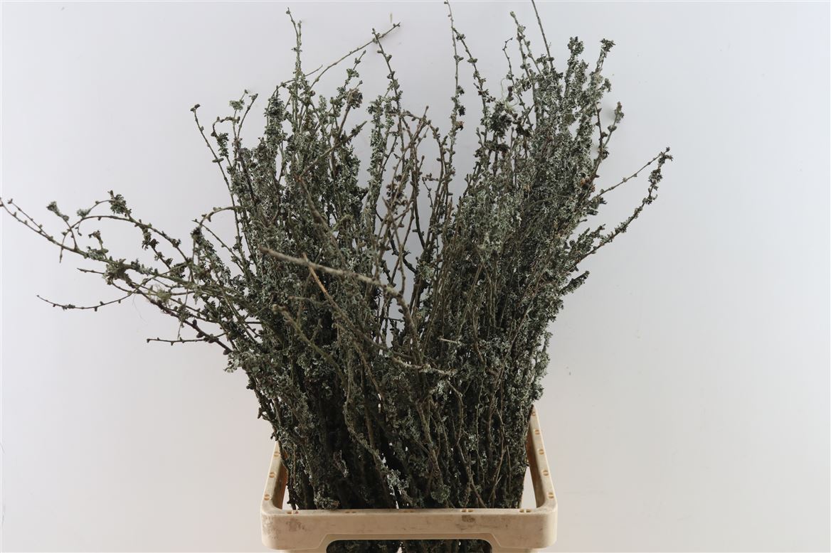 Larix Box 75cm